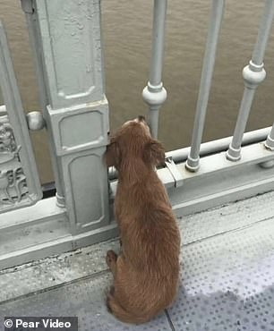 Perro espera en un puente después de ver a su dueño suicidarse saltando al río
