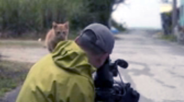 El gatito adopta un camarógrafo